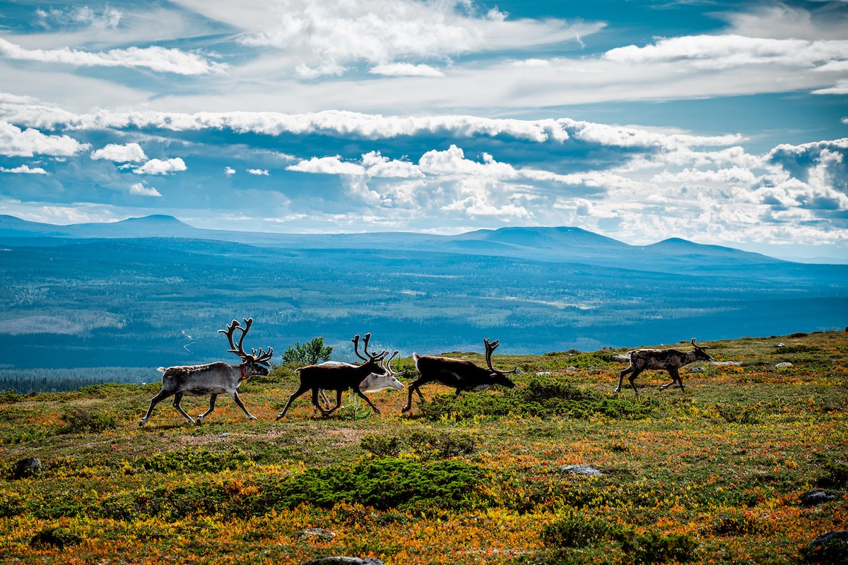 Lofsdalen, fjällen