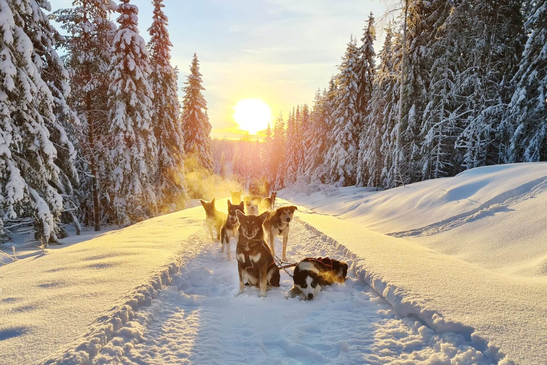 Wild Lapland