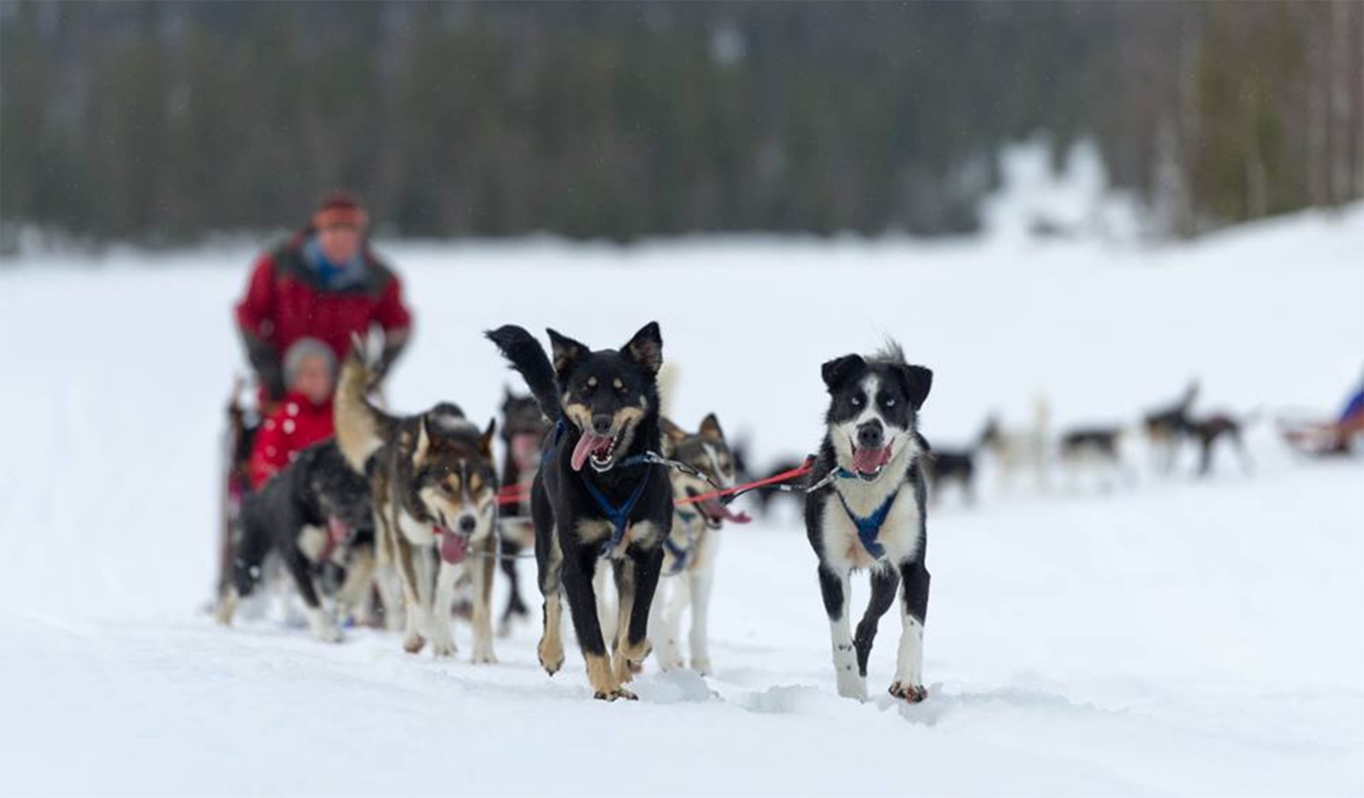 Åre Sleddog Adventures