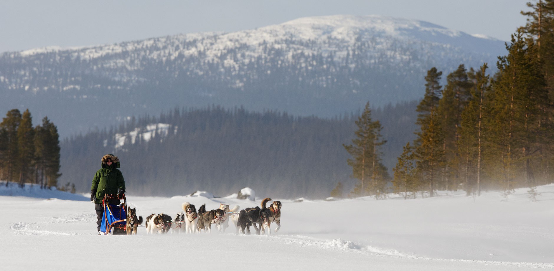 Cold-Nose-Huskies